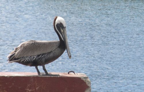 Pelican,  Paukštis,  Karibai,  Vandenynas,  Ruda,  Pelikano Arti