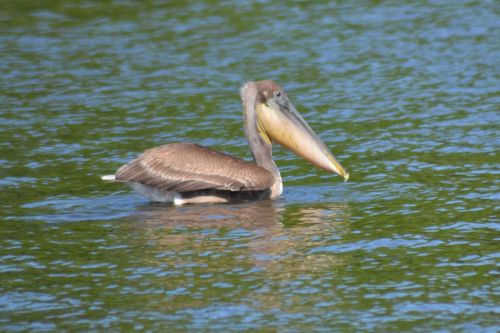 Pelican,  Gaudyti,  Diena,  Pelican Fishing