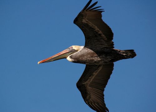 Pelican,  Paukštis,  Skraidantis,  Didėjantis,  Balta,  Pelican Flying
