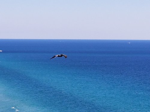 Pelikanas Skrydžio,  Mėlynos Vandenynai,  Panama City Beach,  Florida