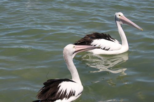 Pelican,  Jūra,  Paviršius,  Pelican Ant Jūros Paviršiaus