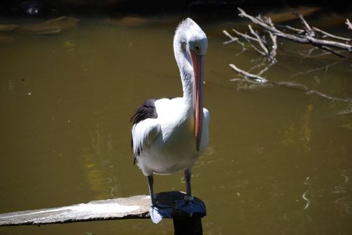 Pelican,  Paukštis,  Laukinis & Nbsp,  Gyvenimas,  Ežeras,  Australia,  Gamta,  Pelicans Relaxing