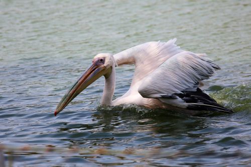 Pelikanas Plaukioja Ežere, Paukštis, Milžinas, Žuvies Ėdalas, Skrajutė, Didelis Snapelis