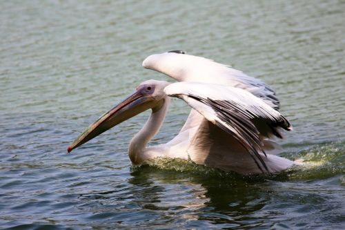 Pelikanas Plaukioja Ežere, Paukštis, Milžinas, Žuvies Ėdalas, Skrajutė, Didelis Snapelis, Natūrali Buveinė