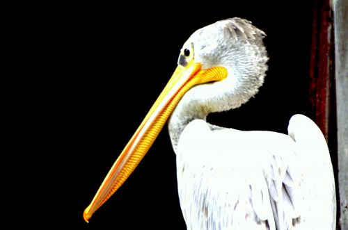 Pelican,  Paukštis,  Snapas,  Plunksnos,  Gyvūnas,  Pelecanidae,  Gerklė,  Gaudyti,  Pelikanas