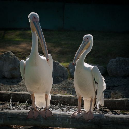 Pelicano, Varallo Pombias, Kopijuoti