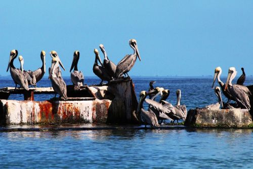 Pelikanai, Charagato, Cubagua