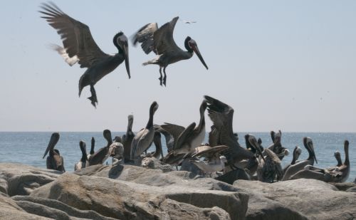 Pelican,  Pelikanai,  Paukštis,  Paukščiai,  Jūra,  Papludimys,  Vandenynas,  Pelikanai