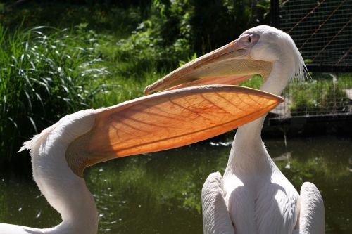 Pelikanai, Zoologijos Sodas, Gyvūnas, Gyvūnų Pasaulis, Laukinės Gamtos Fotografija