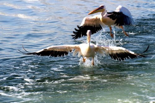 Pelikanai, Namibija, Pelican Point, Skristi, Paukštis, Jūra, Skrydis, Paukščiai