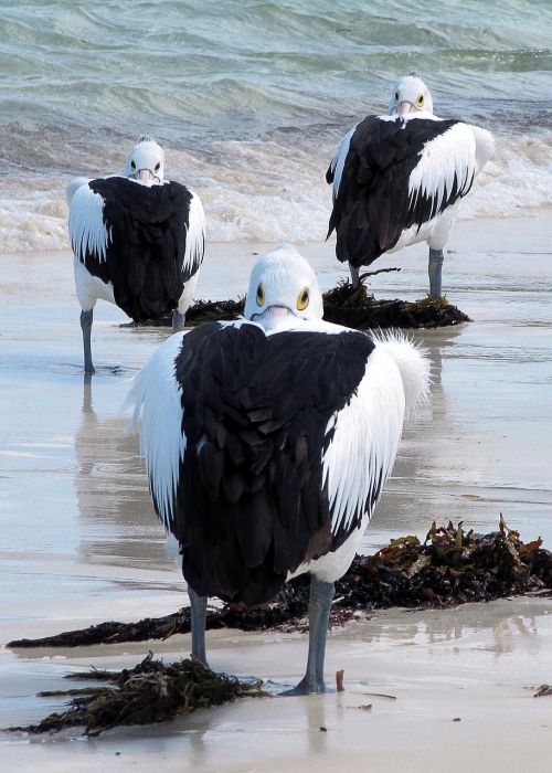 Pelikanai, Jūros Paukščiai, Australia, Rottnest Sala, Indijos Vandenynas