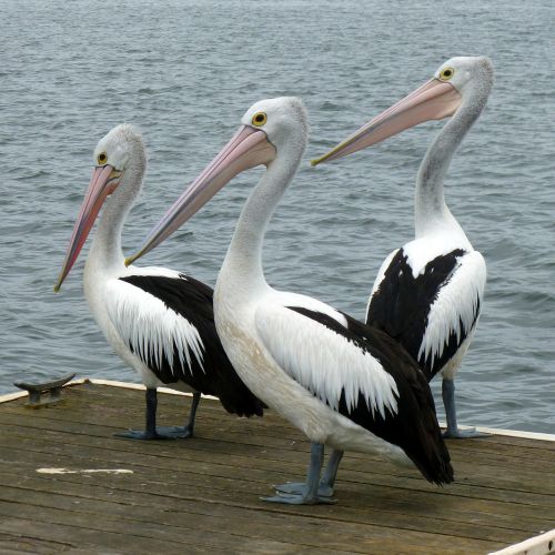 Pelikanai, Pelican, Vandens Paukštis, Australijos Pelikanas, Pelecanus Conspicillatus, Paukščiai, Australia, Gamta, Paukštis, Vanduo, Vandens Paukščiai, Gyvūnai