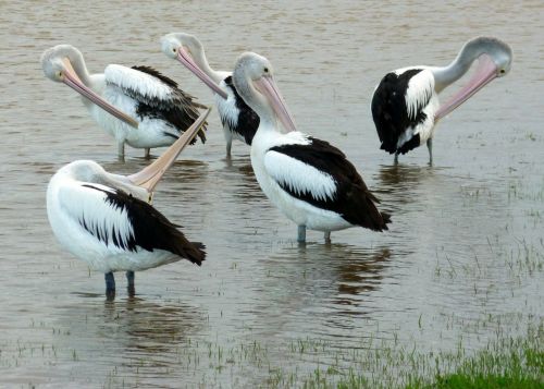 Pelikanai, Australijos Pelikanas, Vandens Paukštis, Pelecanus Conspicillatus, Australia, Paukščiai, Vanduo, Vandens Paukščiai, Gyvūnai, Gamta, Upė