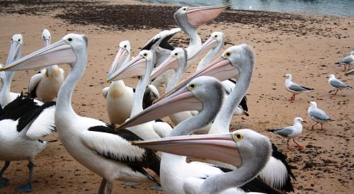 Pelikanai, Australijos Pelikanai, Vandens Paukščiai, Paukščiai, San Remo, Victoria Australia, Filipo Sala, Papludimys