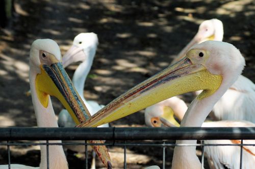 Pelikanai, Pelecanus Conspicillatus, Pelican, Vandens Paukštis, Sąskaitą, Plumėjimas, Galvos