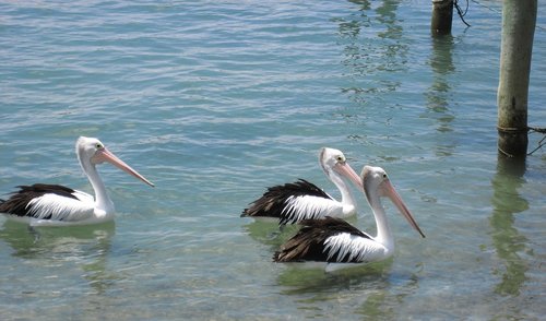 Pelikanai,  Pakrantė,  Pobūdį,  Paukštis,  Laukinių,  Australija