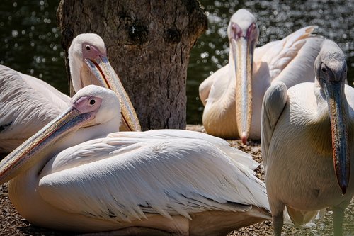 Pelikanai,  Zoo,  Vanduo Paukštis,  Bill,  Plunksnos