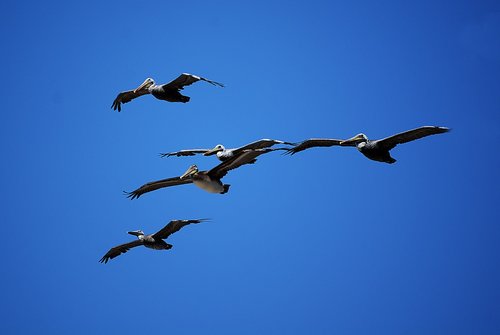 Pelikanai,  Pulko,  Paukščiai,  Gyvūnijos,  Skrydis