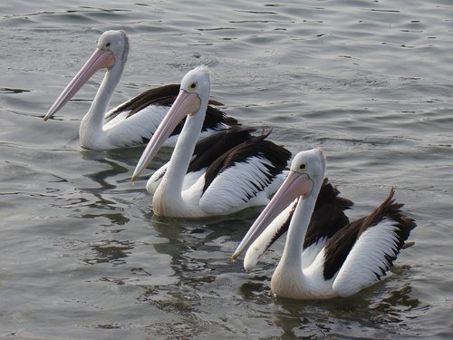 Pelikanai,  Jūra,  Gyvūnijos,  Snapas,  Australija