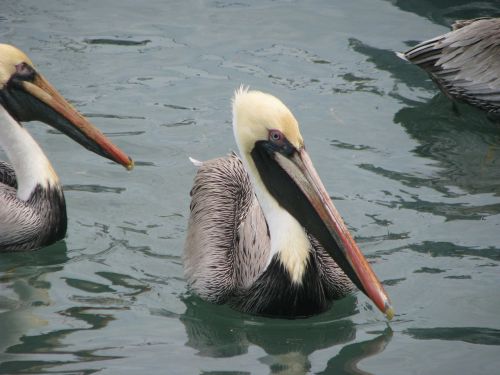 Pelikanai, Sparnas, Laukinė Gamta