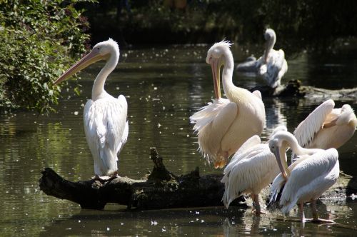 Pelikanai, Paukščiai, Vandens Paukščiai, Gyvūnai, Vandenys, Laukinės Gamtos Fotografija