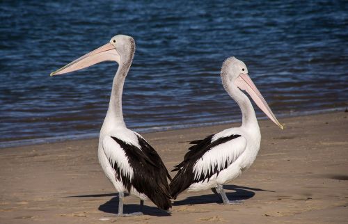 Pelikanai, Jūra, Papludimys, Paukštis, Juoda, Balta, Plunksnos, Laukiniai, Queensland, Australia