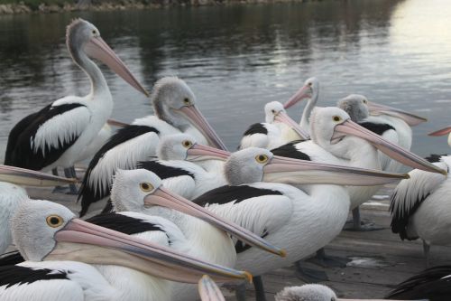 Pelikanai, Australia, Paukščiai