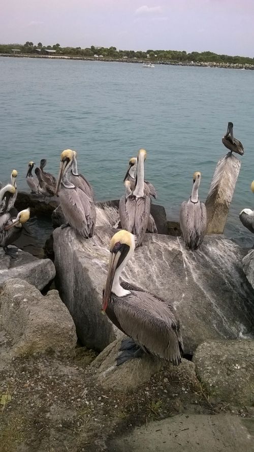 Pelikanai, Paukštis, Vandenynas