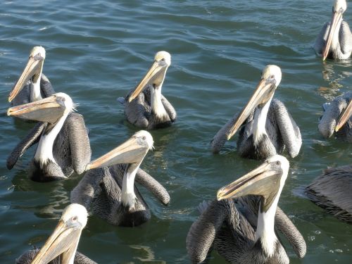 Pelikanai, Paukščiai, Vanduo, Gamta, Jūra