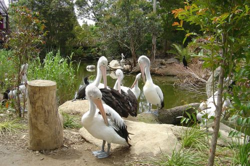 Pelikanai, Paukštis, Gamta, Paukščiai, Pelican, Australia, Grupė, Gauja