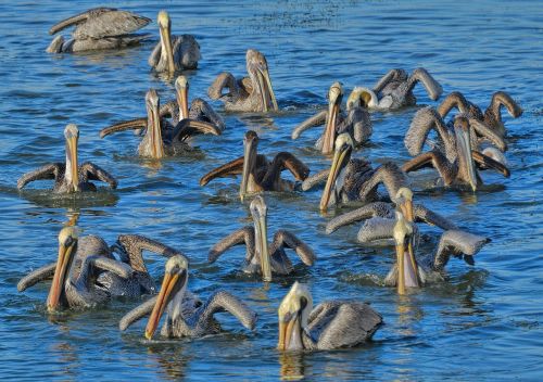Pelikanai, Rudieji Pelicanai, Paukščiai, Gamta, Laukinė Gamta, Paukštis, Laukiniai, Florida, Fauna