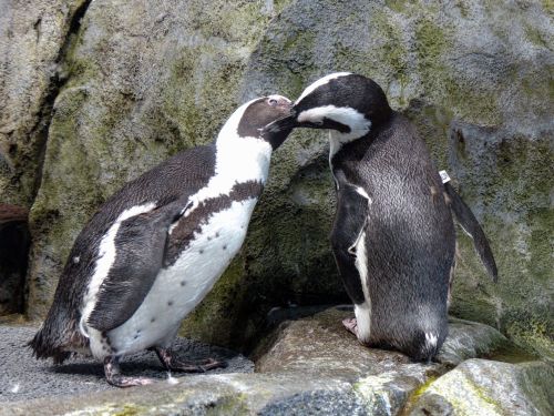 Pingvinas,  Pingvinas,  Jūrų & Nbsp,  Gyvenimas,  Paukštis,  Paukščiai,  Bučinys,  Bučiavosi,  Romantika,  Meilė,  Pingvinas Bučiavosi