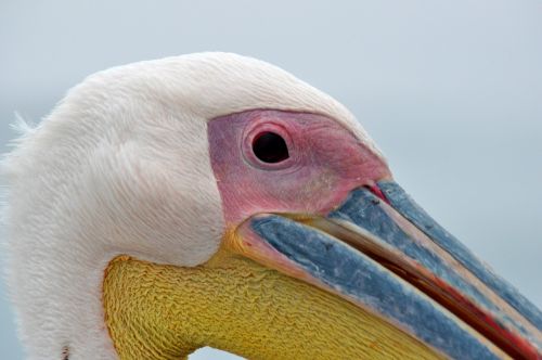 Pelican, Paukštis, Uždaryti, Jūros Paukščiai, Gyvūnų Portretas, Vandens Paukštis, Paukščiai