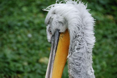 Pelikan, Paukštis, Sąskaitą