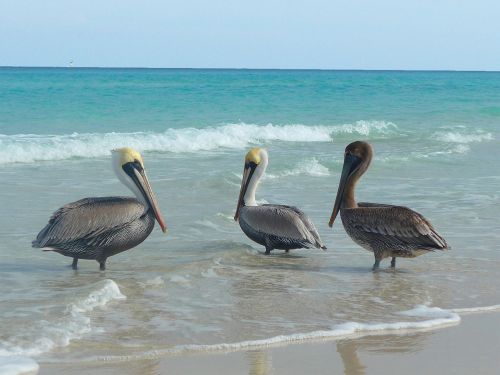 Pelican, Paukštis, Jūra, Gyvūnas, Sąskaitą, Vandens Paukštis, Jūros Paukščiai, Plumėjimas, Noragus, Атлантический, Kuba, Papludimys, Šventė