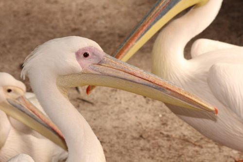 Pelikan, Paukštis, Zoologijos Sodas