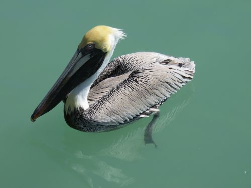 Pelikan, Vandens Paukštis, Gamta, Seevogel