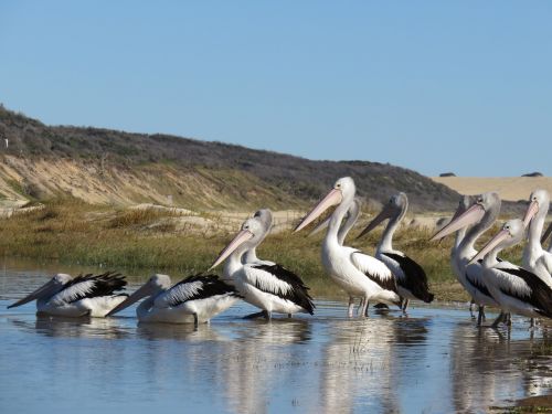 Pelikan, Fraser Sala, Australia, Žemyn, Papludimys