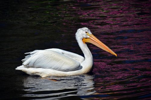 Pelikan, Paukštis, Gyvūnų Portretas, Sąskaitą, Vandens Paukštis, Gyvūnas