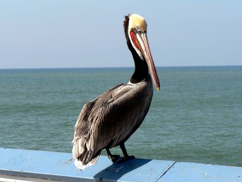 Pelikan, Paukštis, Ramiojo Vandenyno Regionas, Gamta, Kranto, Seevogel
