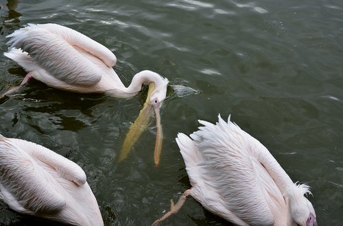 Pelikanas,  Zoo,  Gamta