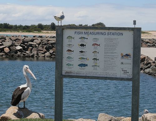 Pelikan, Paukštis, Kajakas, Australia, Jūra, Vandenynas, Žvejyba