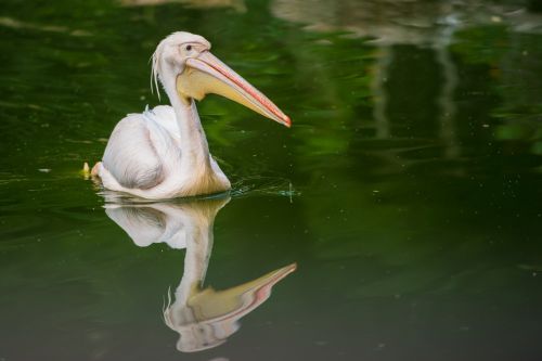 Balta & Nbsp,  Pelican,  Pelecanus & Nbsp,  Onocrotalus,  Paukštis,  Plaukti,  Vanduo,  Žuvis,  Medžiotojas,  Sparnai,  Balta,  Snapas,  Gamta,  Gyvūnai,  Skristi,  Plunksnos,  Baltas Pelikanas