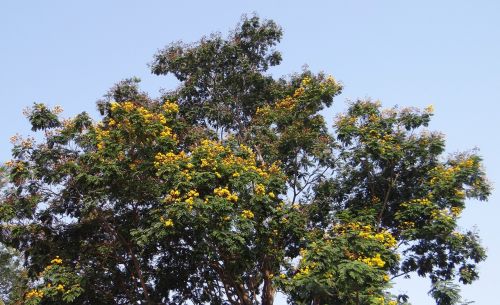 Peltophorum Pterocarpum, Copperpod, Medis, Gėlės, Aukso Spindesys, Geltonas Spindintis, Geltona Liepsna, Geltona Poinciana, Indija
