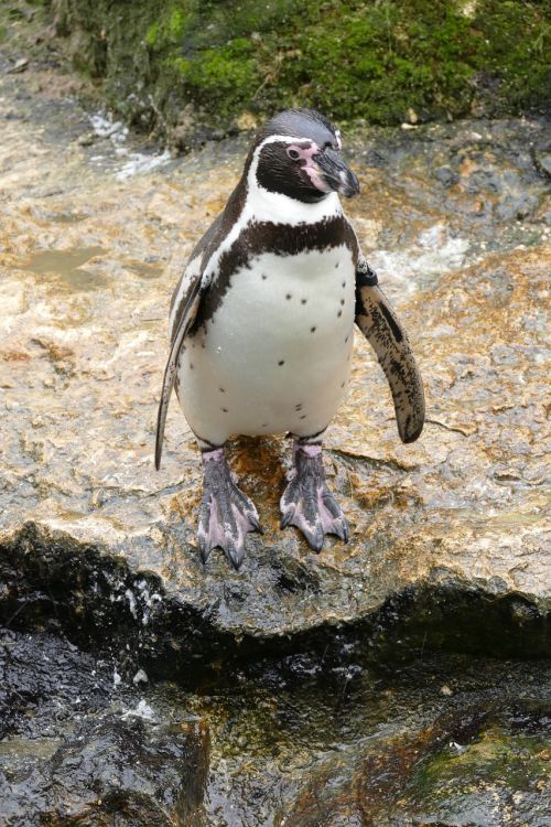 Pingvinas, Humboldto Pingvinas, Paukštis