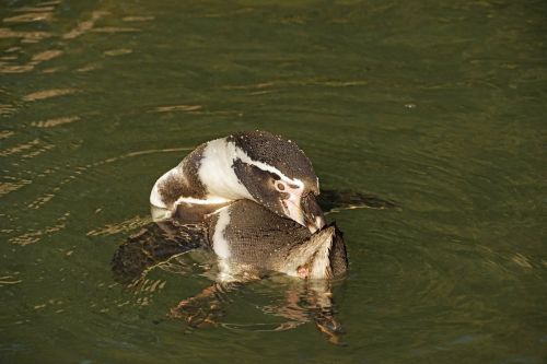 Pingvinas, Vanduo, Švarus, Humboldto Pingvinas, Vandens Paukštis, Zoo Sababurg