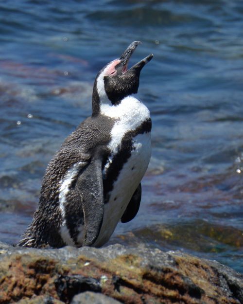 Pingvinas, Pietų Afrika, Bettys Įlanka