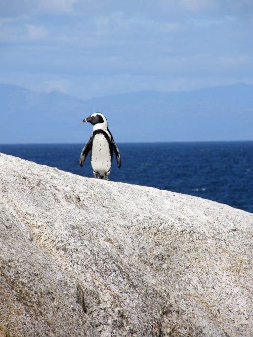 Pingvinas, Cape Town, Rieduliai, Akiniai Pingvinas