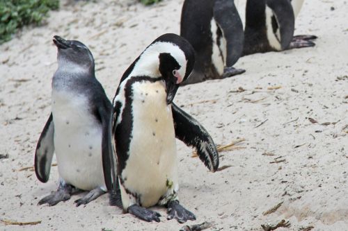 Pingvinas, Mielas, Linksma, Gražus, Papludimys, Rieduliai, Pingvinas, Cape Town, Pietų Afrika