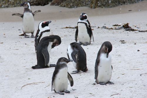 Pingvinas, Mielas, Linksma, Gražus, Papludimys, Rieduliai, Pingvinas, Cape Town, Pietų Afrika